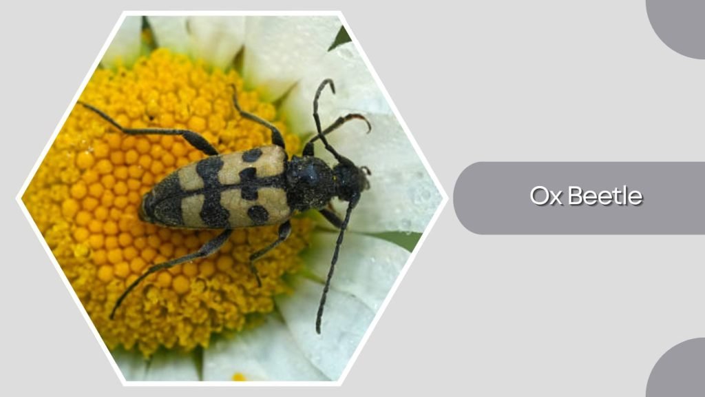  Ox Beetle