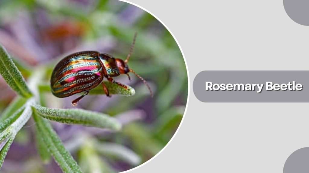 Rosemary Beetle