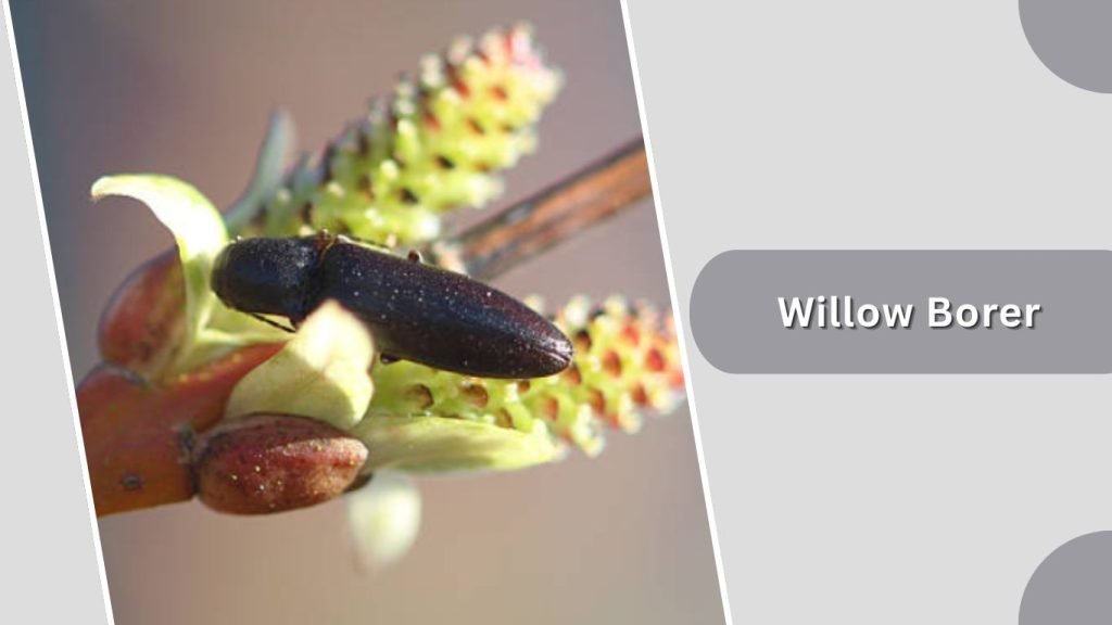 Willow Borer