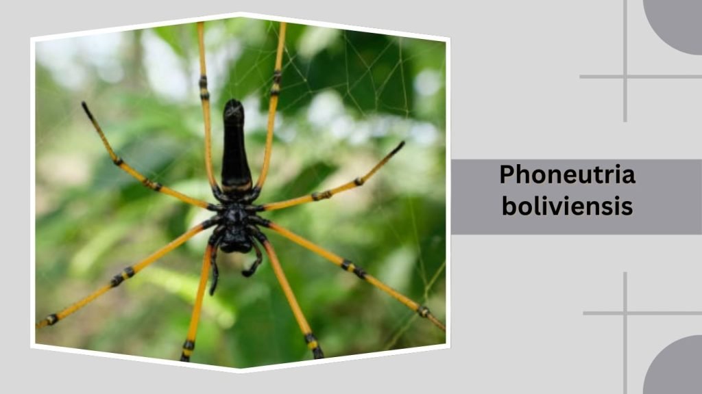 Phoneutria boliviensis