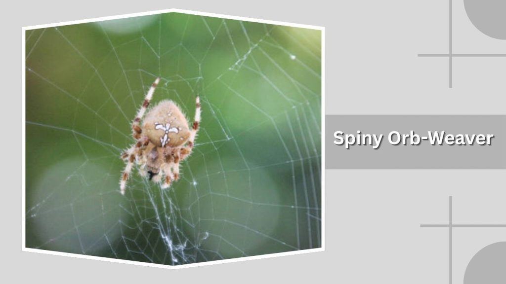  Spiny Orb-Weaver