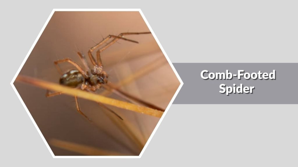 Comb-Footed Spider