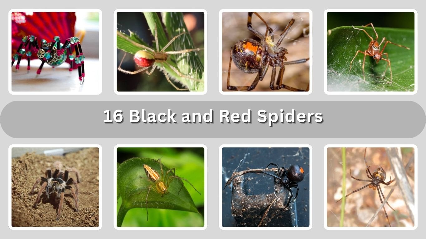 16 Black and Red Spiders: Venom, Habitat, DIet and Behavior