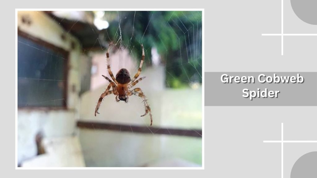 Green Cobweb Spider