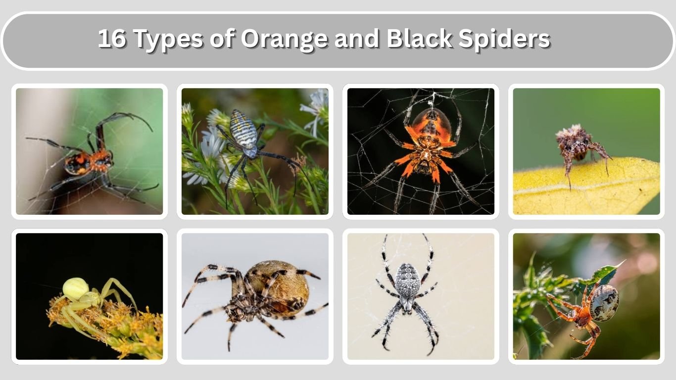 16 Types of Orange and Black Spiders: Identification with Pictures