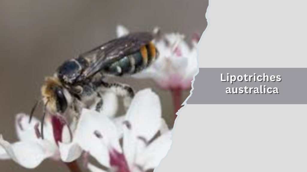 Lipotriches australica
