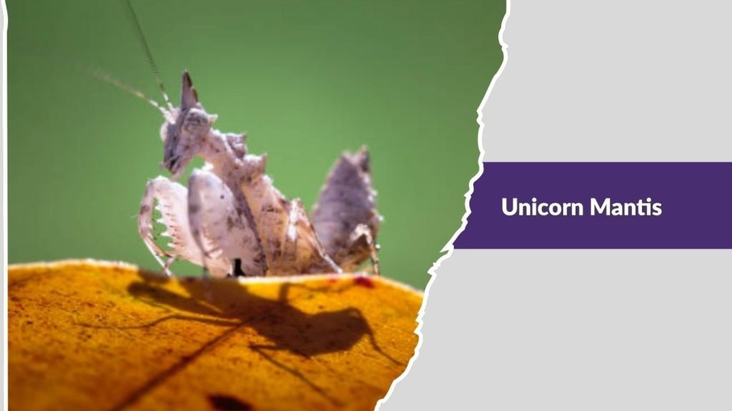 Unicorn Mantis