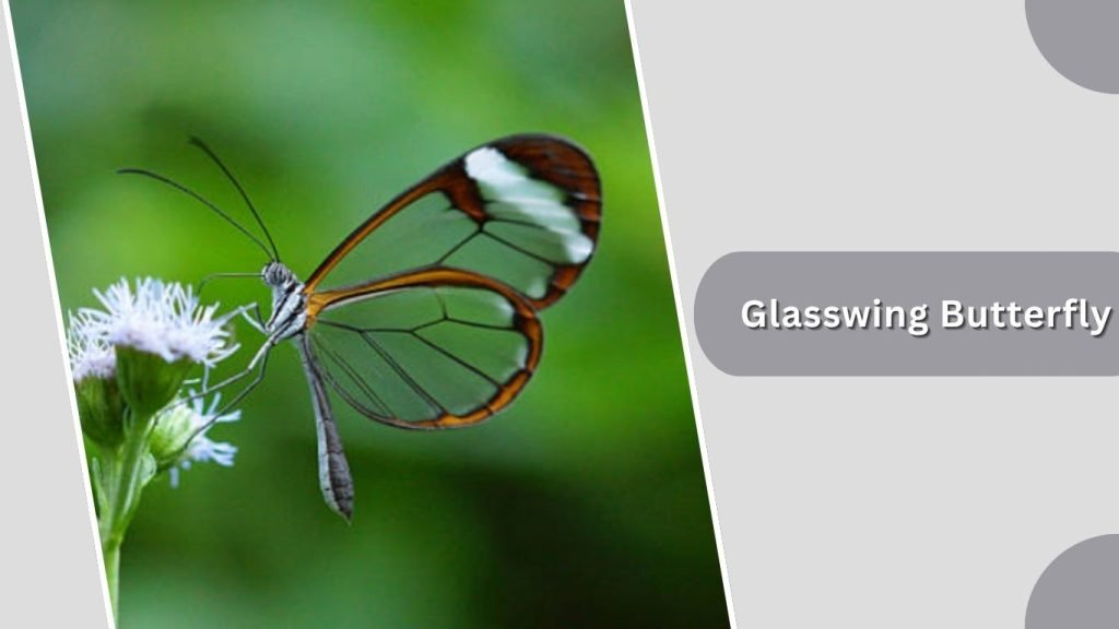  Glasswing Butterfly