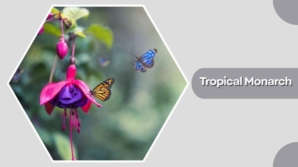  Tropical Monarch
