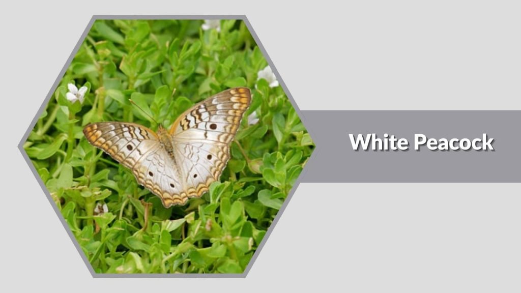 White Peacock
