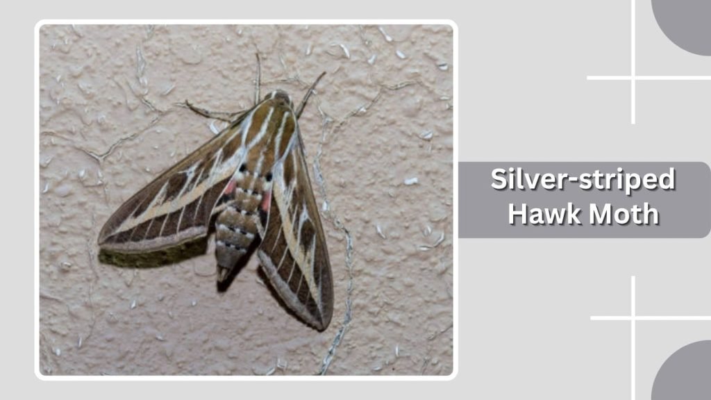 Silver-striped Hawk Moth