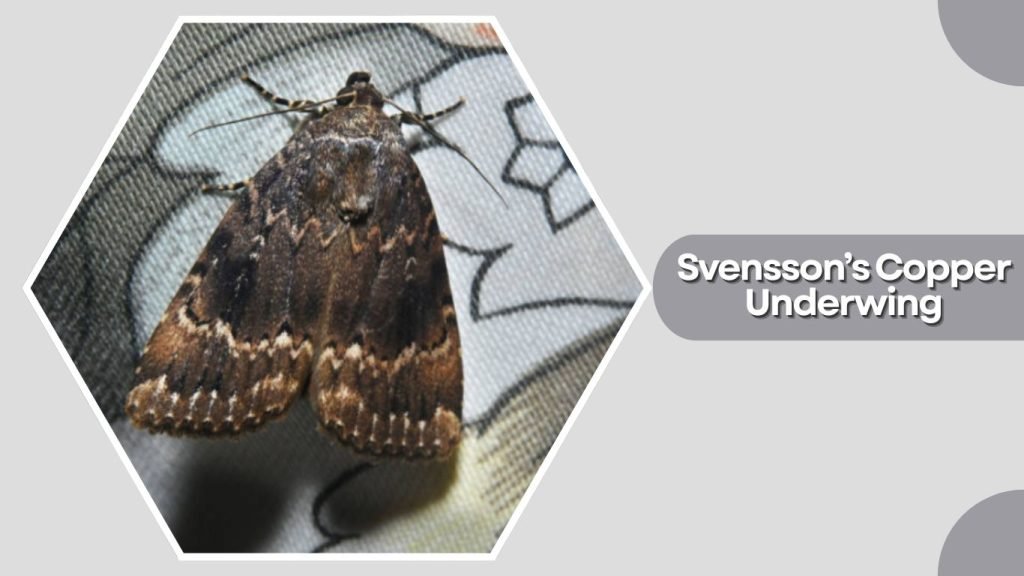  Svensson's Copper Underwing