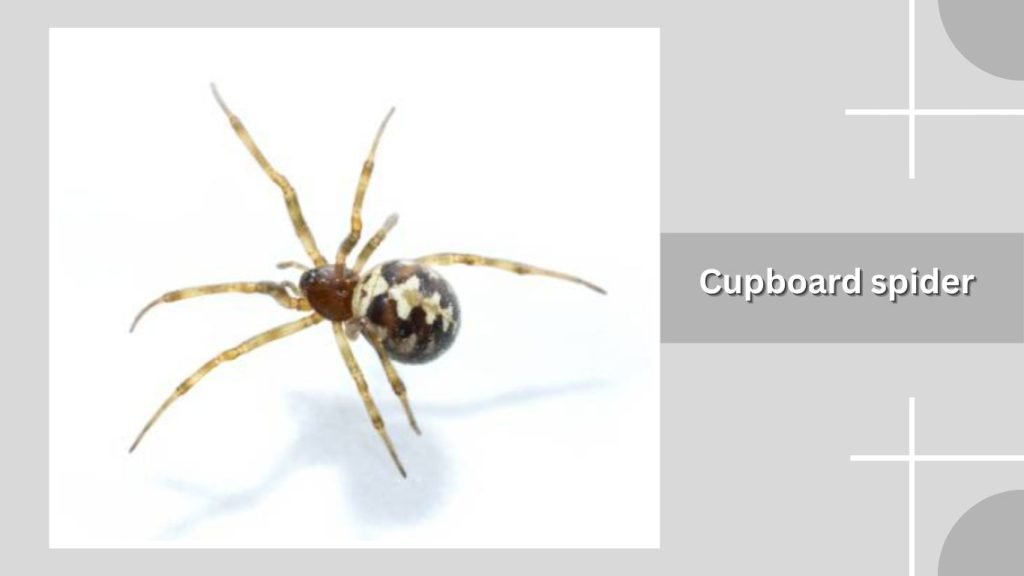 Cupboard spider