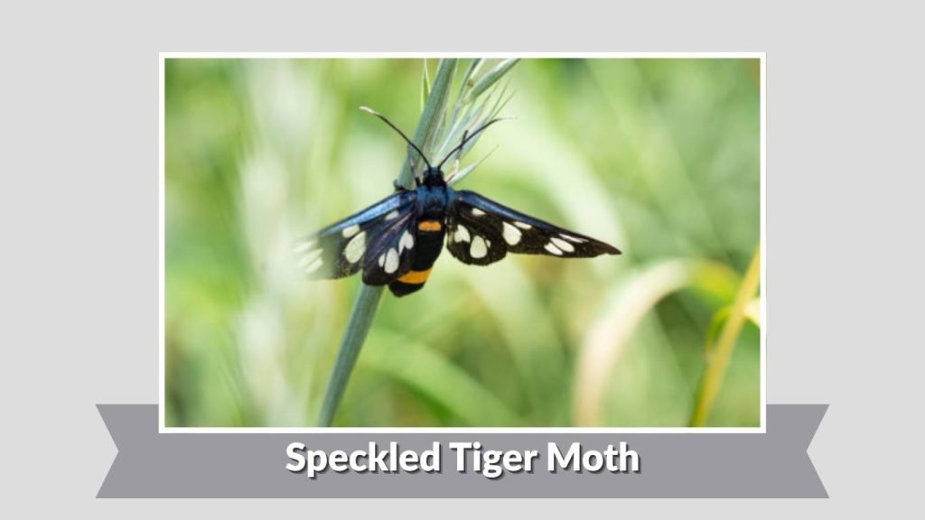 Speckled Tiger Moth