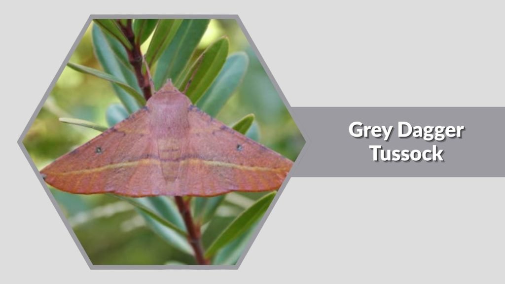 Grey Dagger Tussock