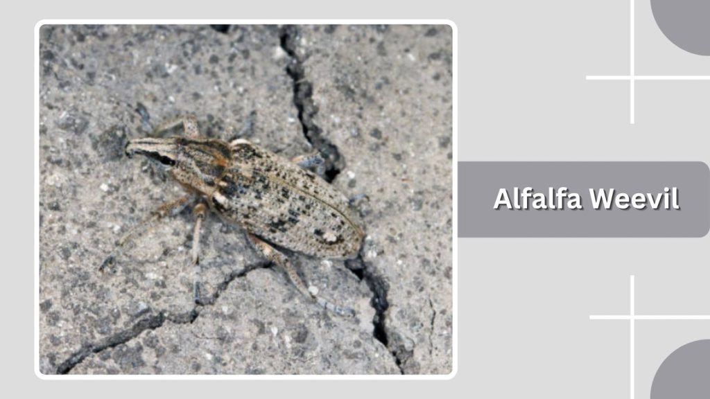 Alfalfa Weevil