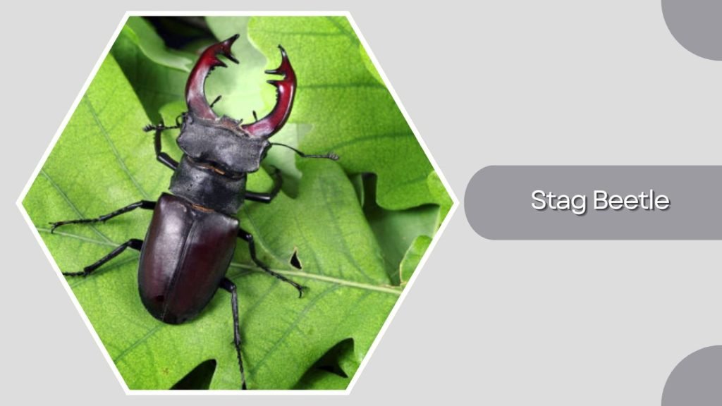  Stag Beetle