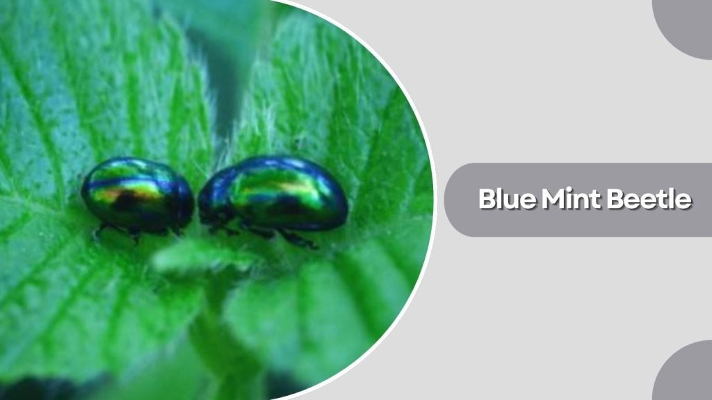 Blue Mint Beetle