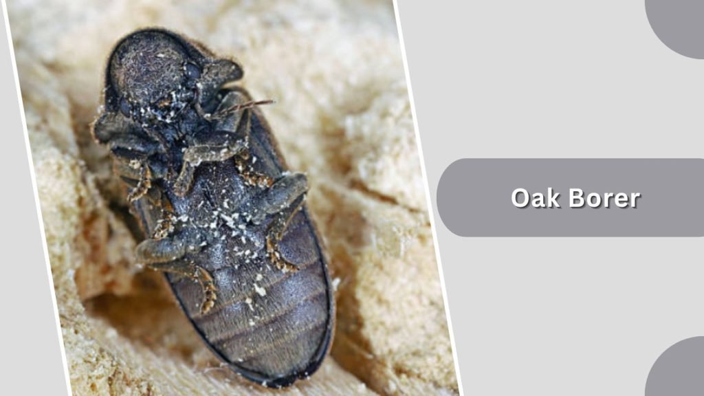 Oak Borer