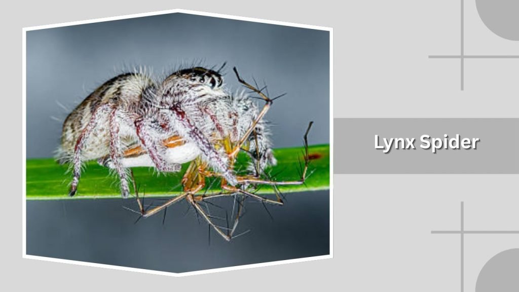  Lynx Spider