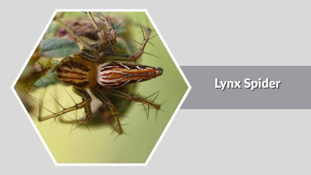 Lynx Spider