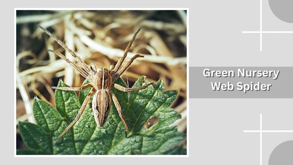 Green Nursery Web Spider