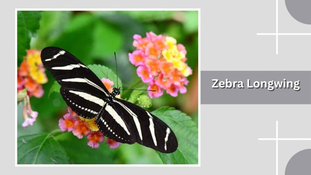  Zebra Longwing