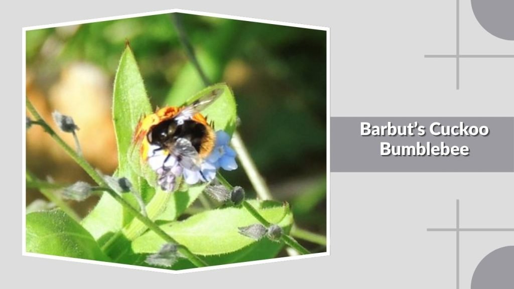  Barbut’s Cuckoo Bumblebee
