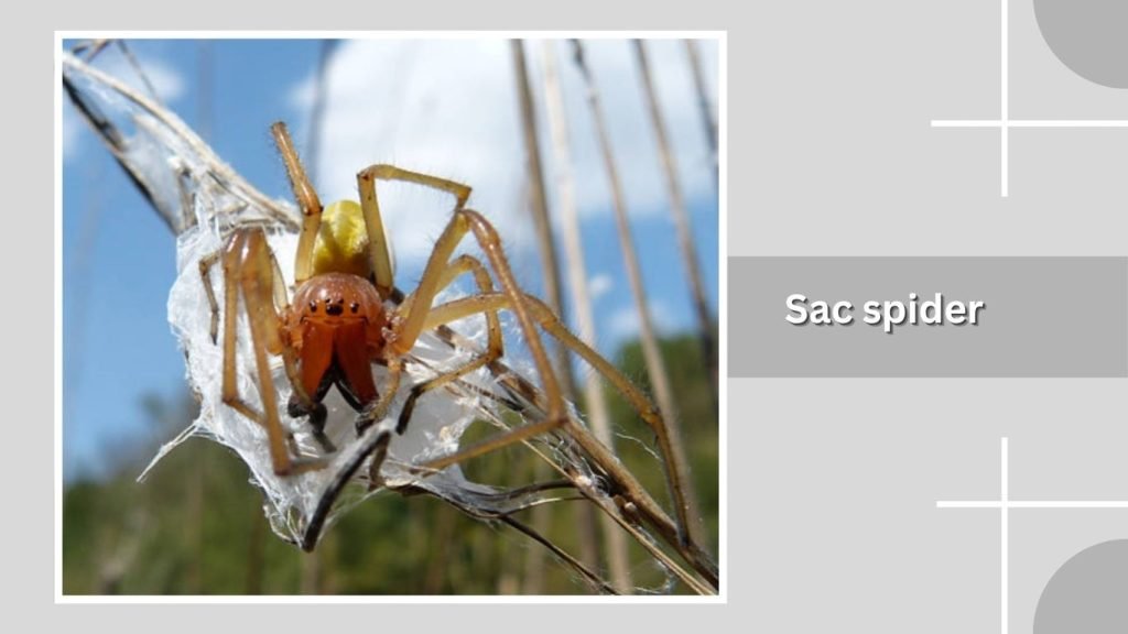 Sac spider