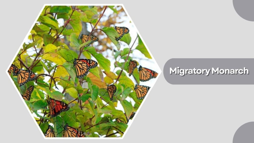  Migratory Monarch