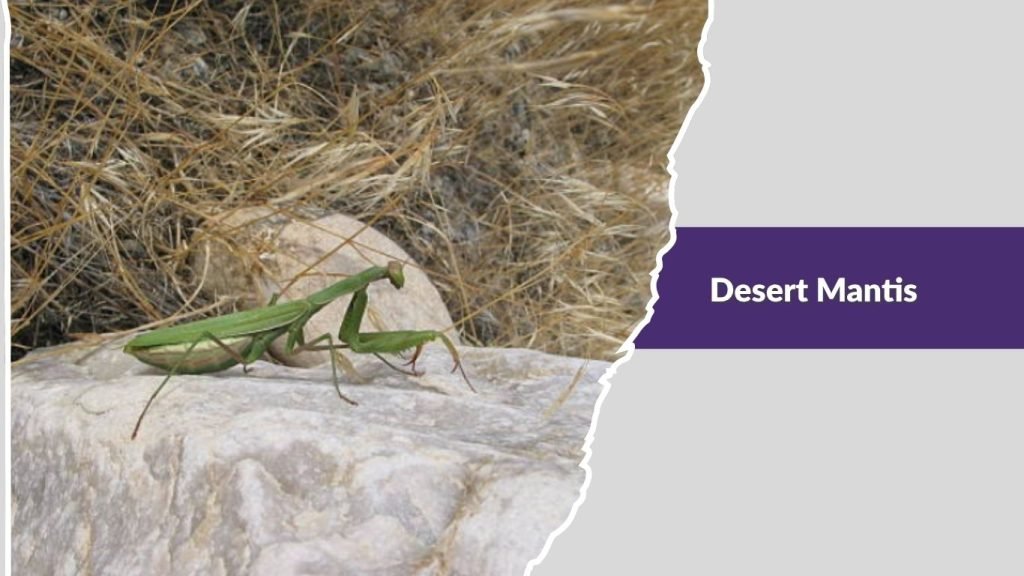  Desert Mantis