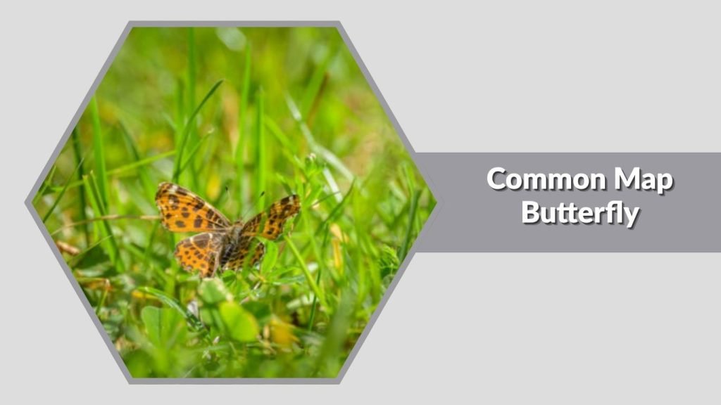 Common Map Butterfly