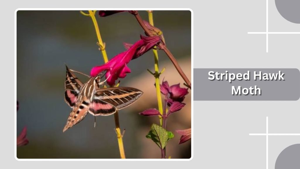 Striped Hawk Moth