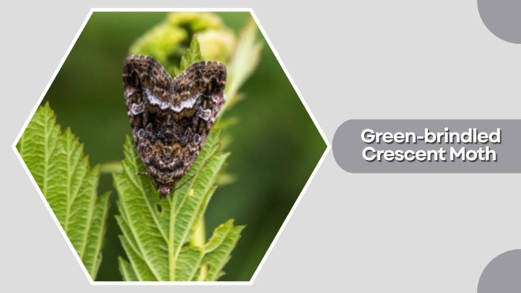  Green-brindled Crescent Moth