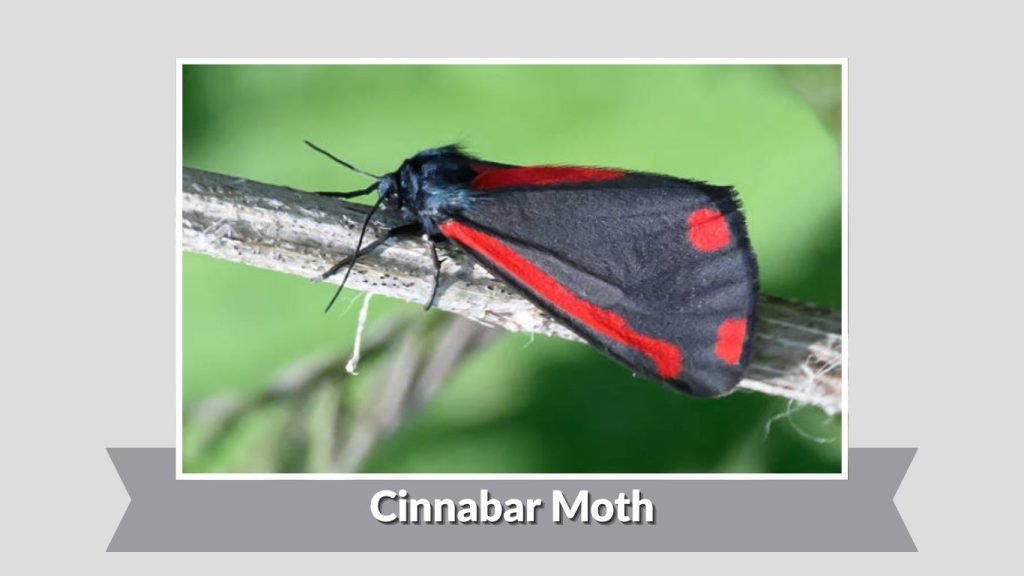 Cinnabar Moth