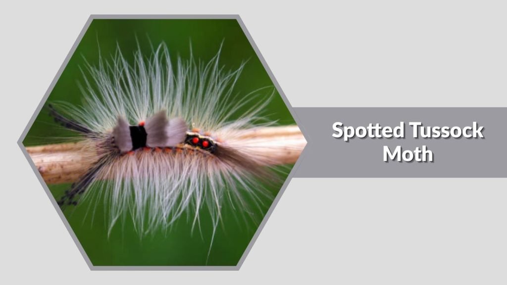 Spotted Tussock Moth