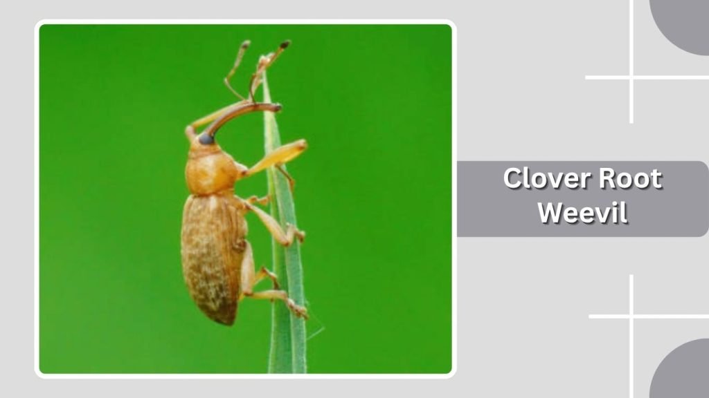 Clover Root Weevil