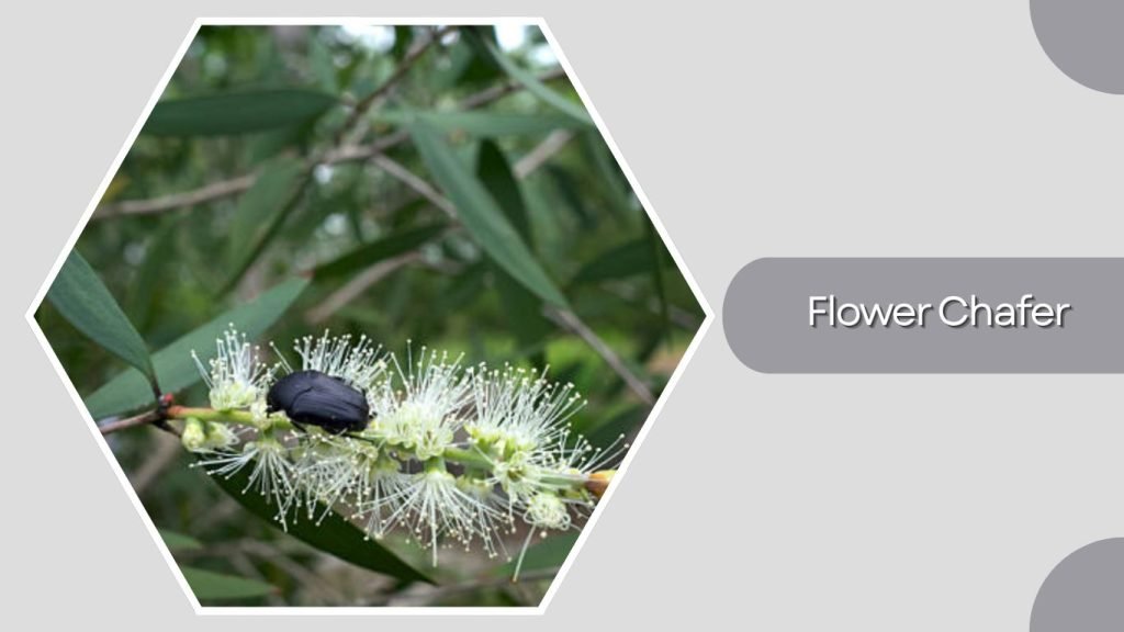 Flower Chafer