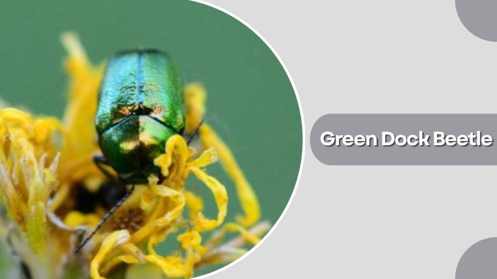 Green Dock Beetle