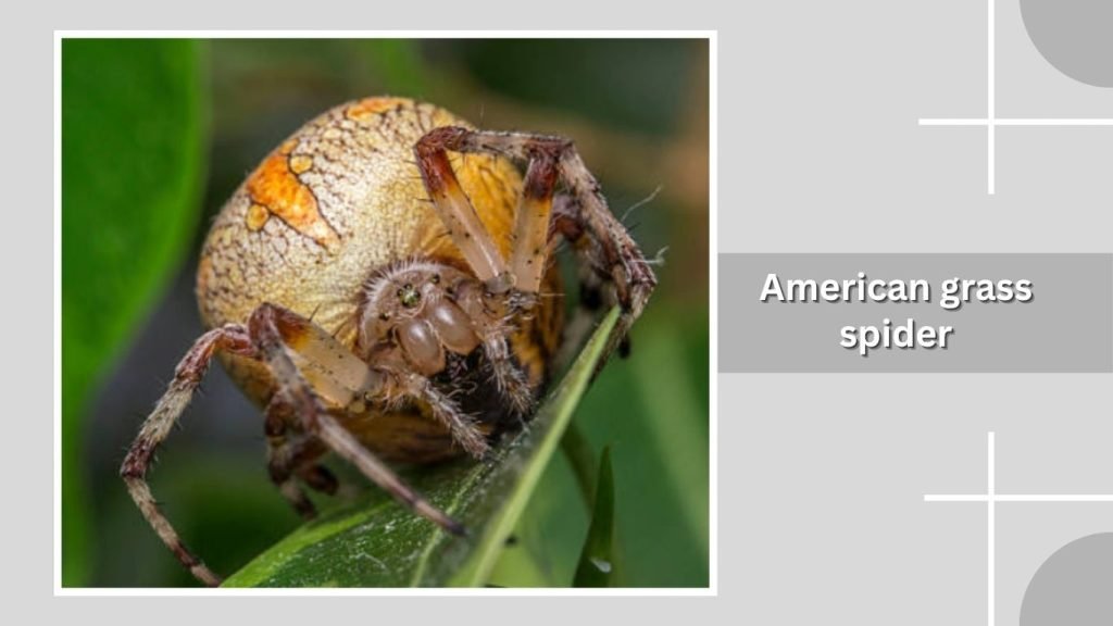 American grass spider