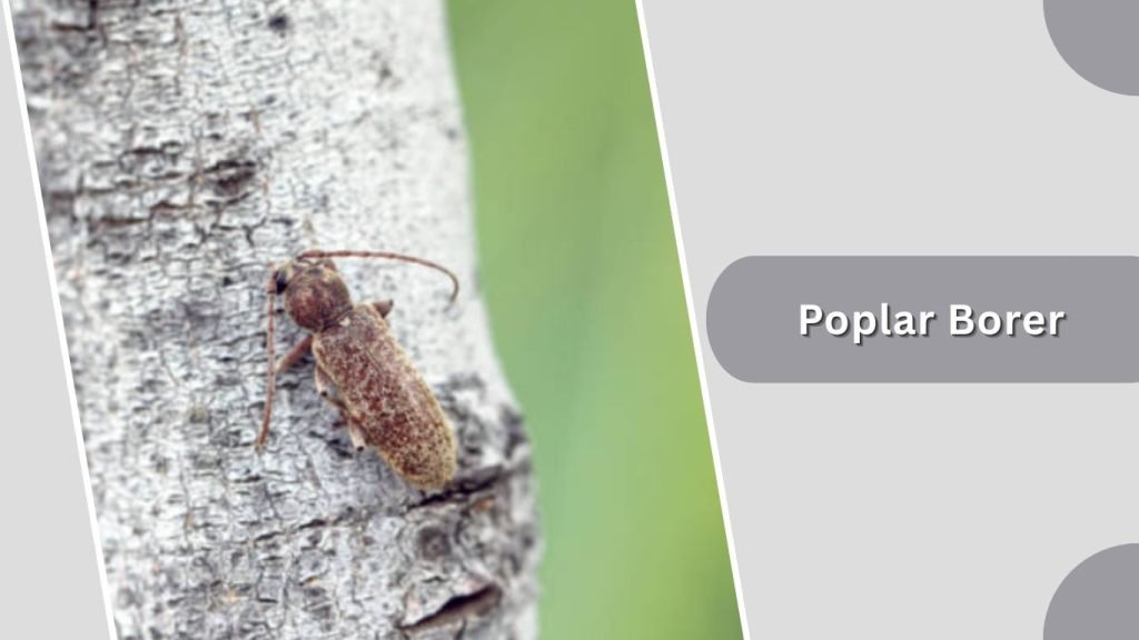  Poplar Borer