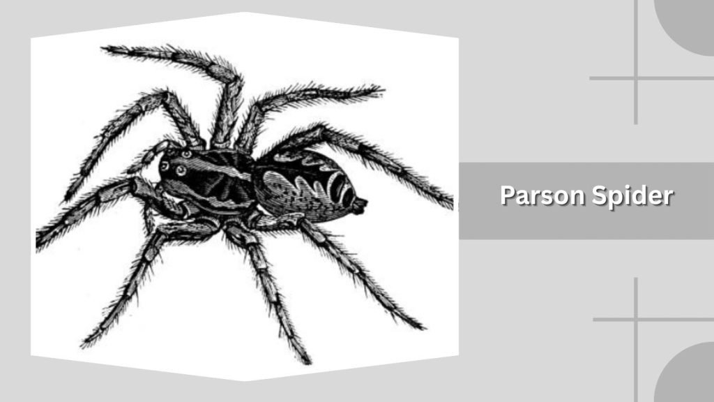 Parson Spider