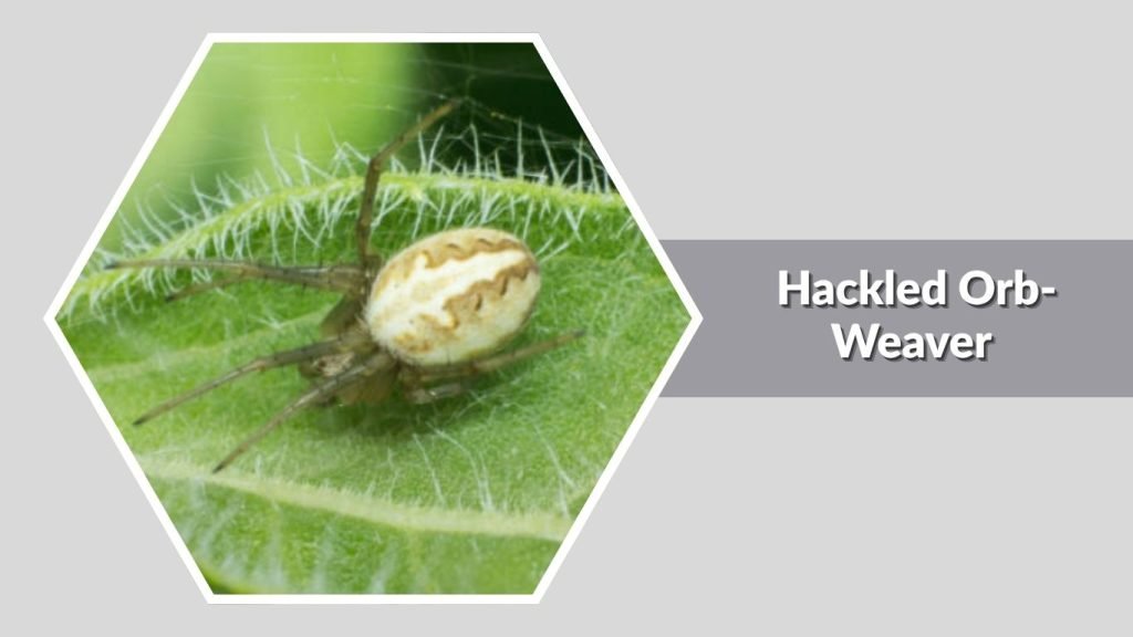 Hackled Orb-Weaver