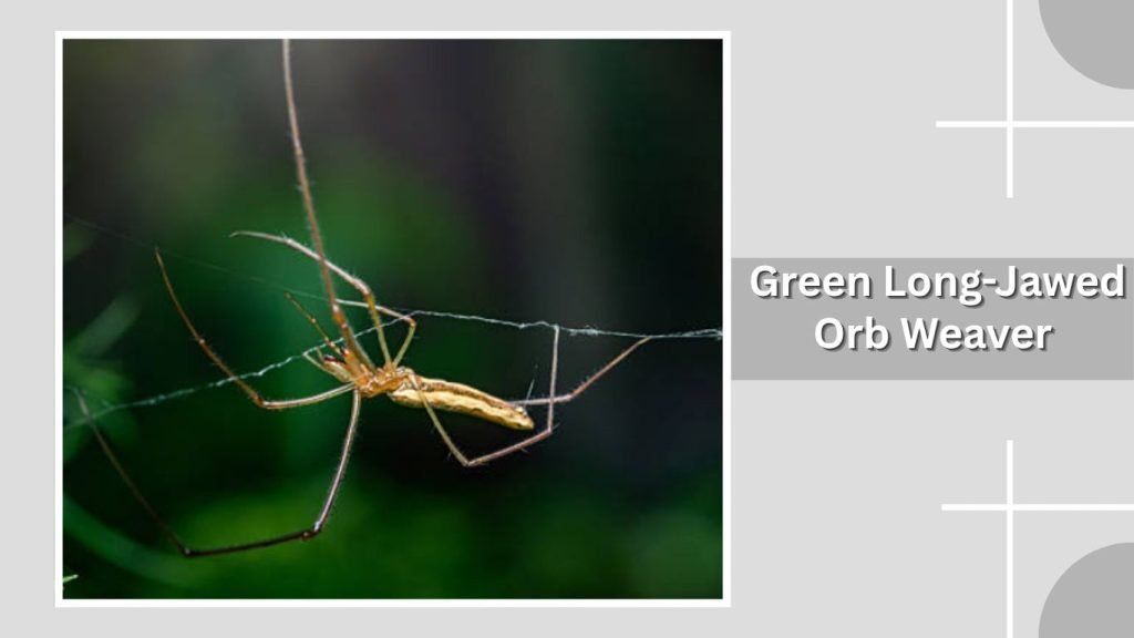  Green Long-Jawed Orb Weaver