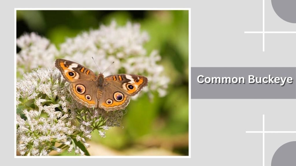 Common Buckeye