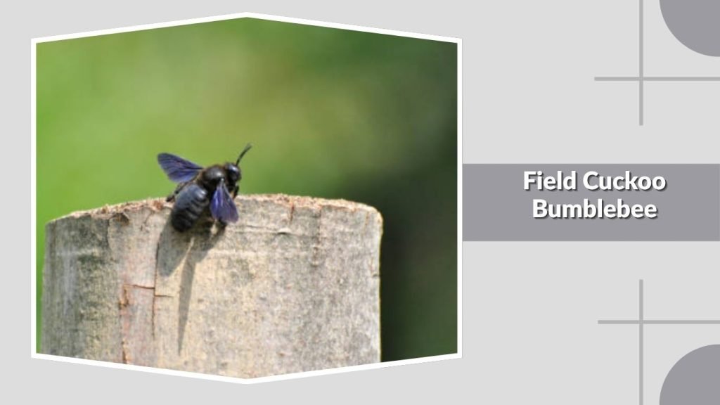 Field Cuckoo Bumblebee