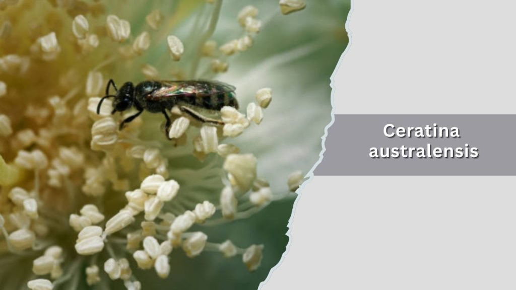 Ceratina australensis
