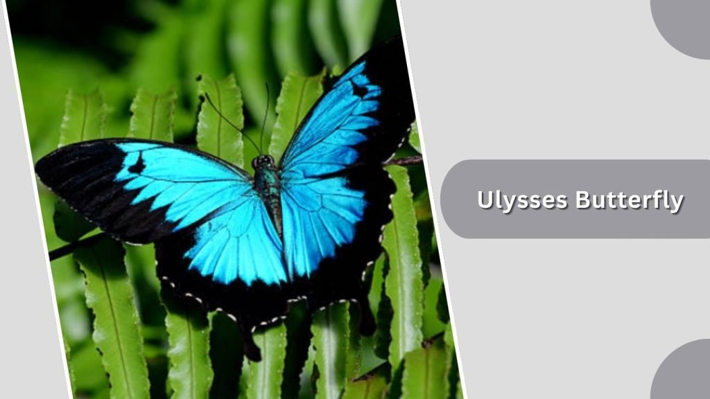 Ulysses Butterfly