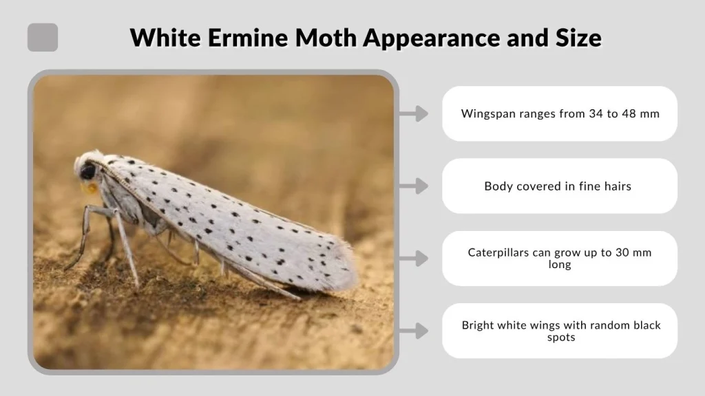 White Ermine Moth Appearance and Size