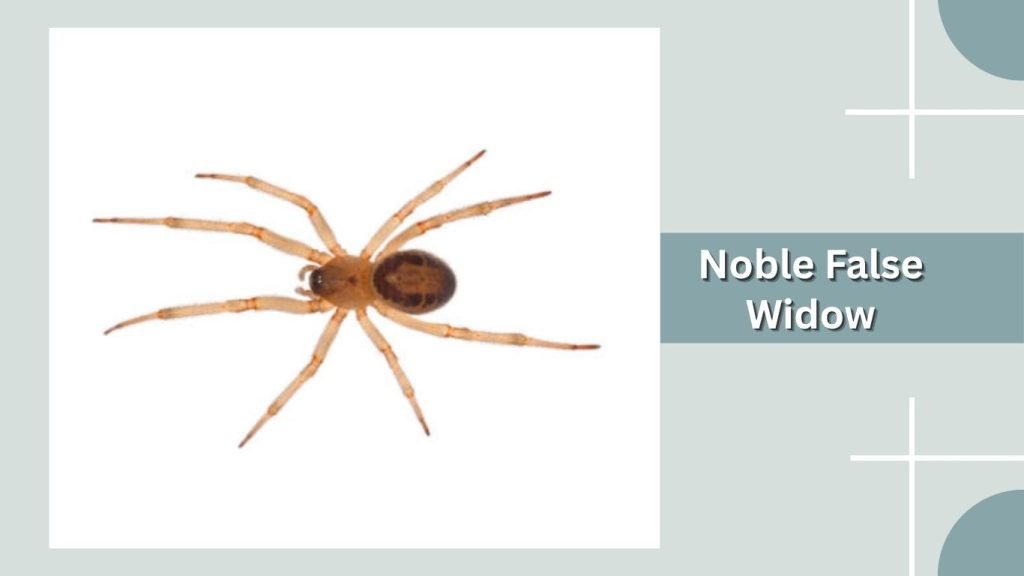 Noble False Widow